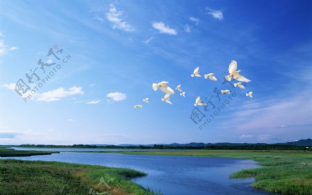 天空下的河流和飞鸟图片