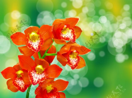 美丽的红色鲜花背景图片