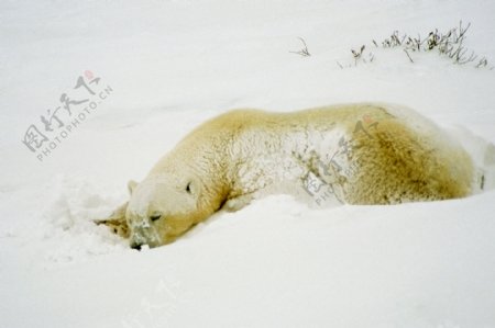 雪地里的北极熊图片图片