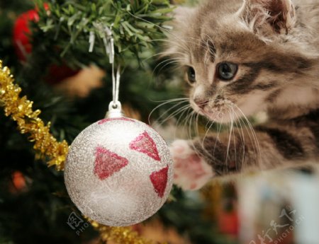 猫与圣诞球图片