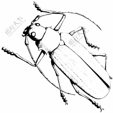 甲虫昆虫矢量素材EPS格式0084