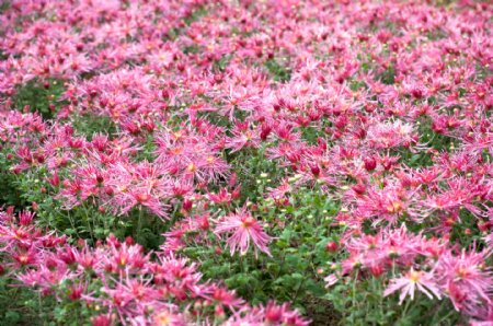 浅紫色的菊花花田图片图片