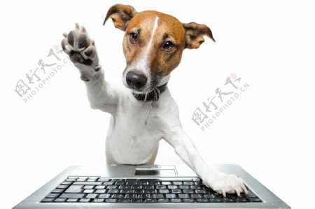 电脑键盘与小狗图片