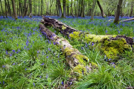 森林中的蓝色花丛图片