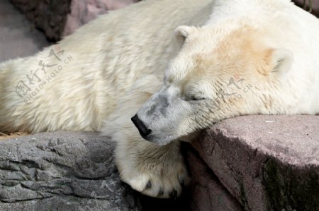 休息的北极熊摄影图片