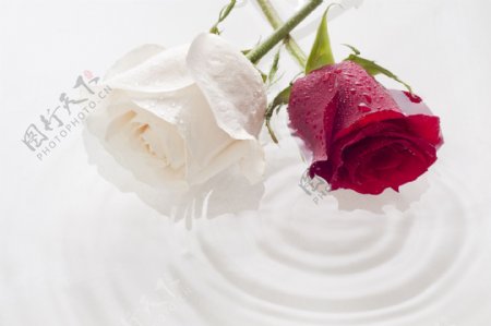 白玫瑰与红玫瑰图片