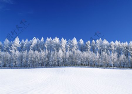 美丽雪景摄影图片