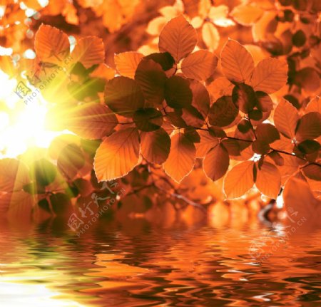 阳光水波树叶图片