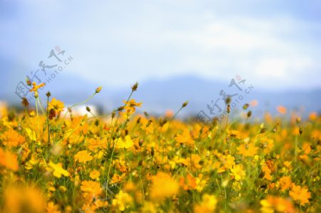 阳光下灿烂的雏菊花花海图片图片