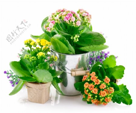 花盆里的鲜花植物图片