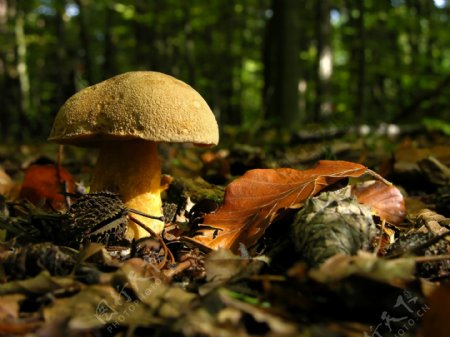 树林中的蘑菇图片