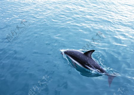 游在大海里的鲸图片