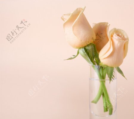 杯子里的玫瑰花图片