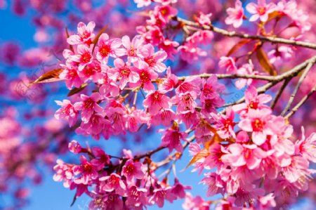 枝条和粉红色花朵图片