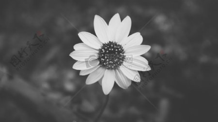 白天白花的灰度照片