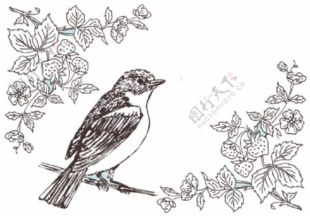 素描花鸟单色图素材