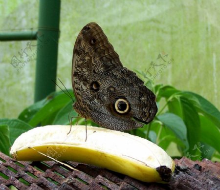 香蕉上的蝴蝶
