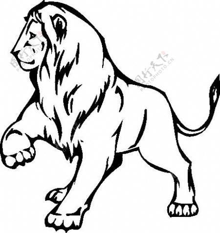狮子野生动物矢量CDR03