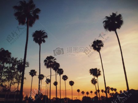 范棕榈树的自然摄影