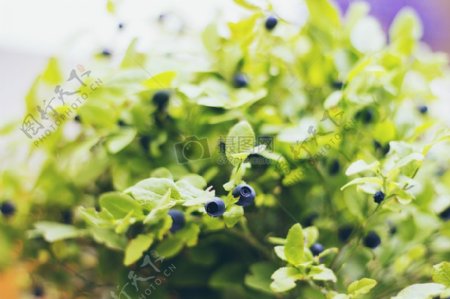 叶叶蓝莓植物水果浆果常年