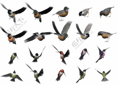 鸟类全集PSD抠图素材下载