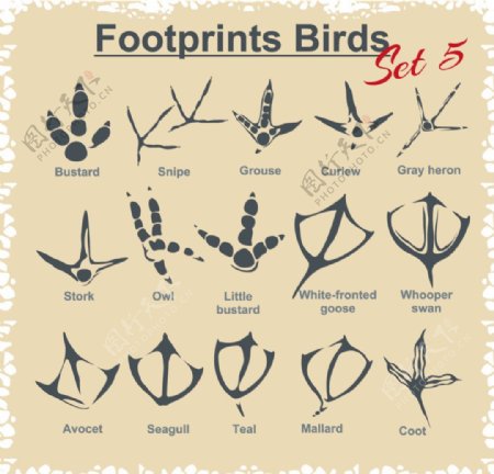 各种动物脚印设计矢量图素材
