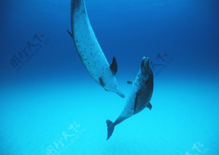 两只海豚摄影图片