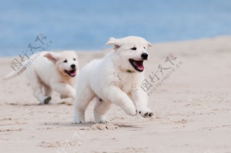沙滩奔跑的小狗图片