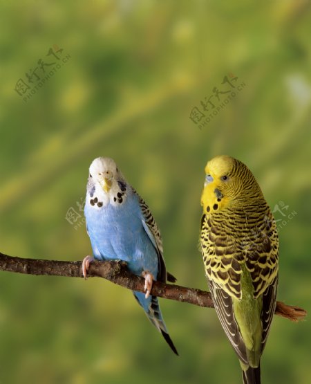 两只站立在树枝上的鹦鹉图片