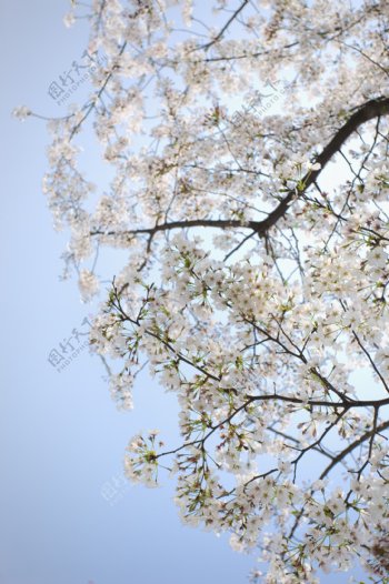 蓝天下的樱树花枝图片