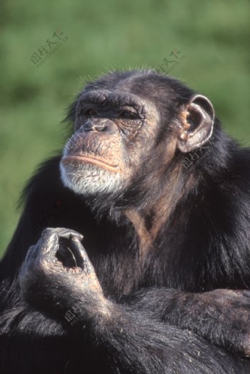 大黑猩猩图片