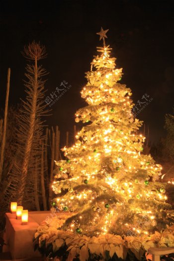 美丽圣诞树图片