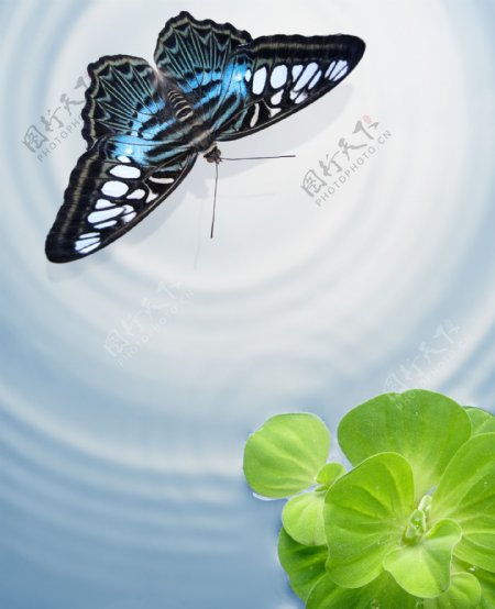 蝴蝶与水纹背景图片