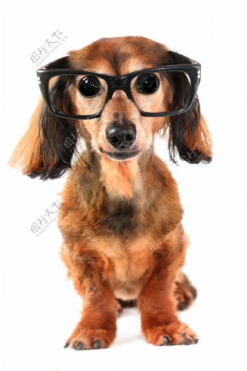 戴眼镜的宠物狗图片
