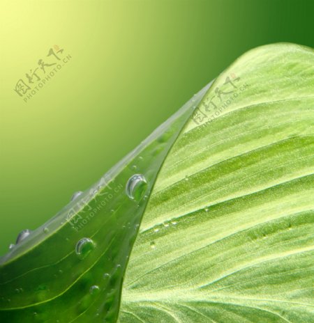 绿叶与水珠背景图片图片