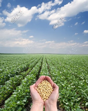 双手捧着大豆和成排的农田图片