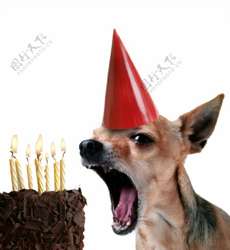 可爱小狗与生日蛋糕图片