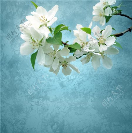 白色花朵摄影