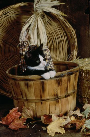 木桶里的小猫图片