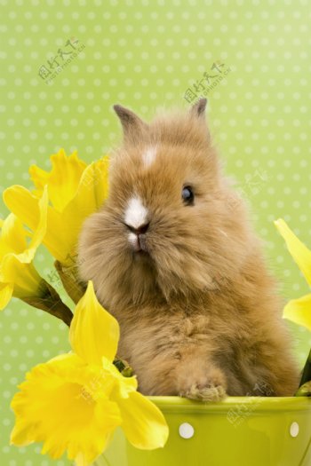 鲜花与兔子图片