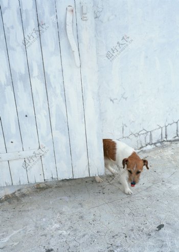 从门里面出来的狗狗图片