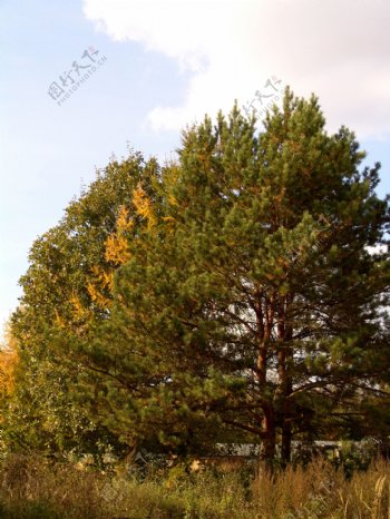 秋天草地树林风景图片