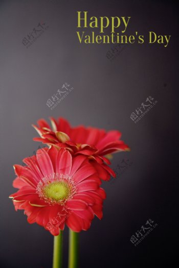 红色非洲菊图片
