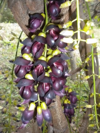 大果油麻藤植物