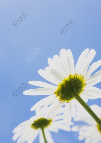 阳光下的白色小花