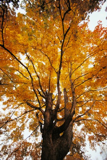 秋天的枫树摄影高清图片