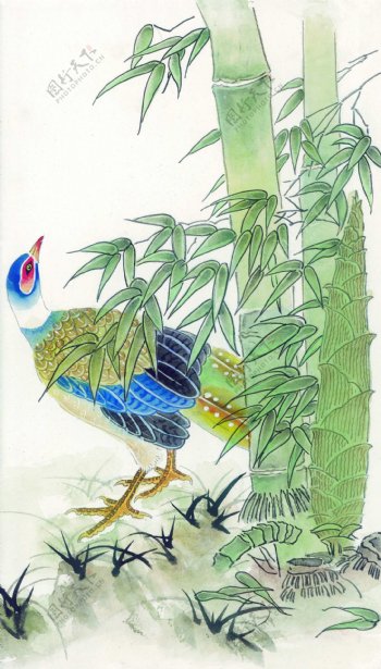 竹林里的孔雀