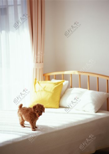 在床上的小狗