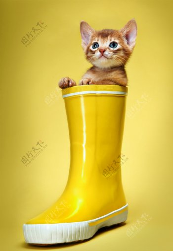 雨靴的小猫