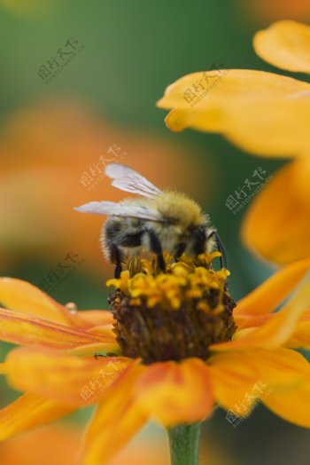 鲜花上的蜜蜂